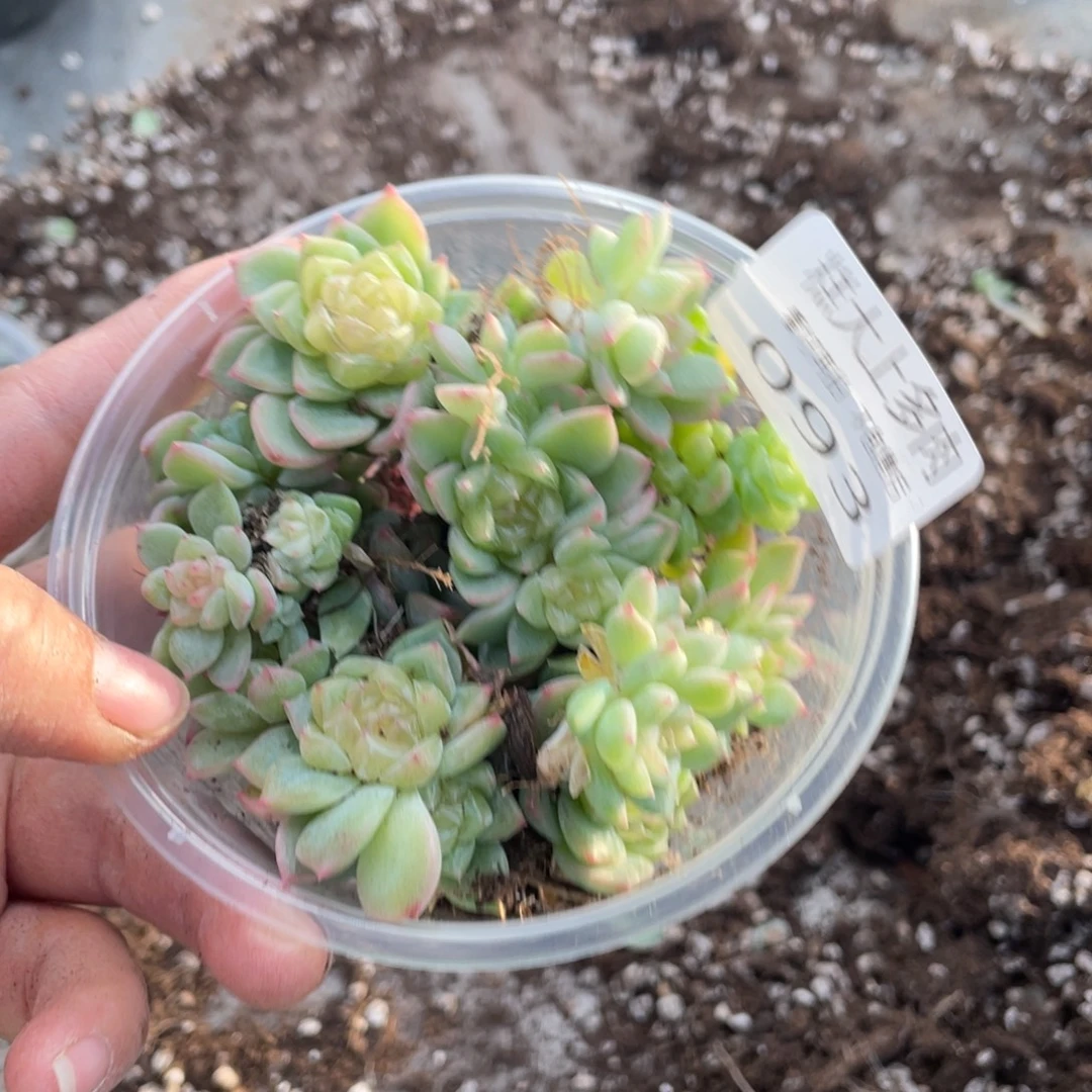 糕大上多肉植物093