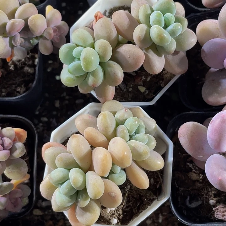 八角盆双头洛神带盆土