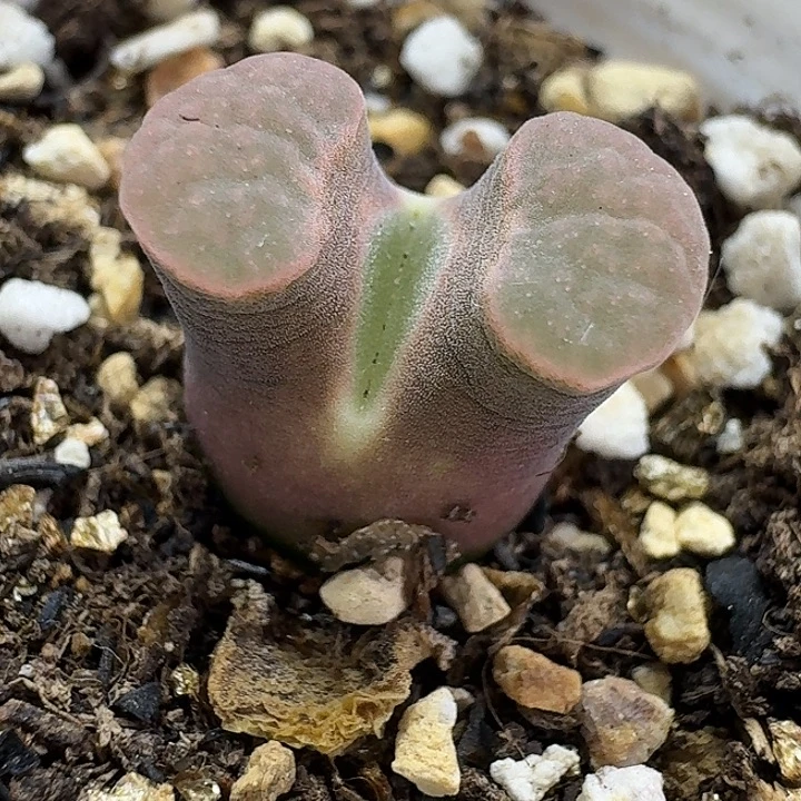 老马生石花磁铁907
