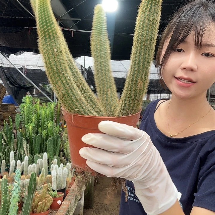 双色金妞（掉头掉崽不售后）