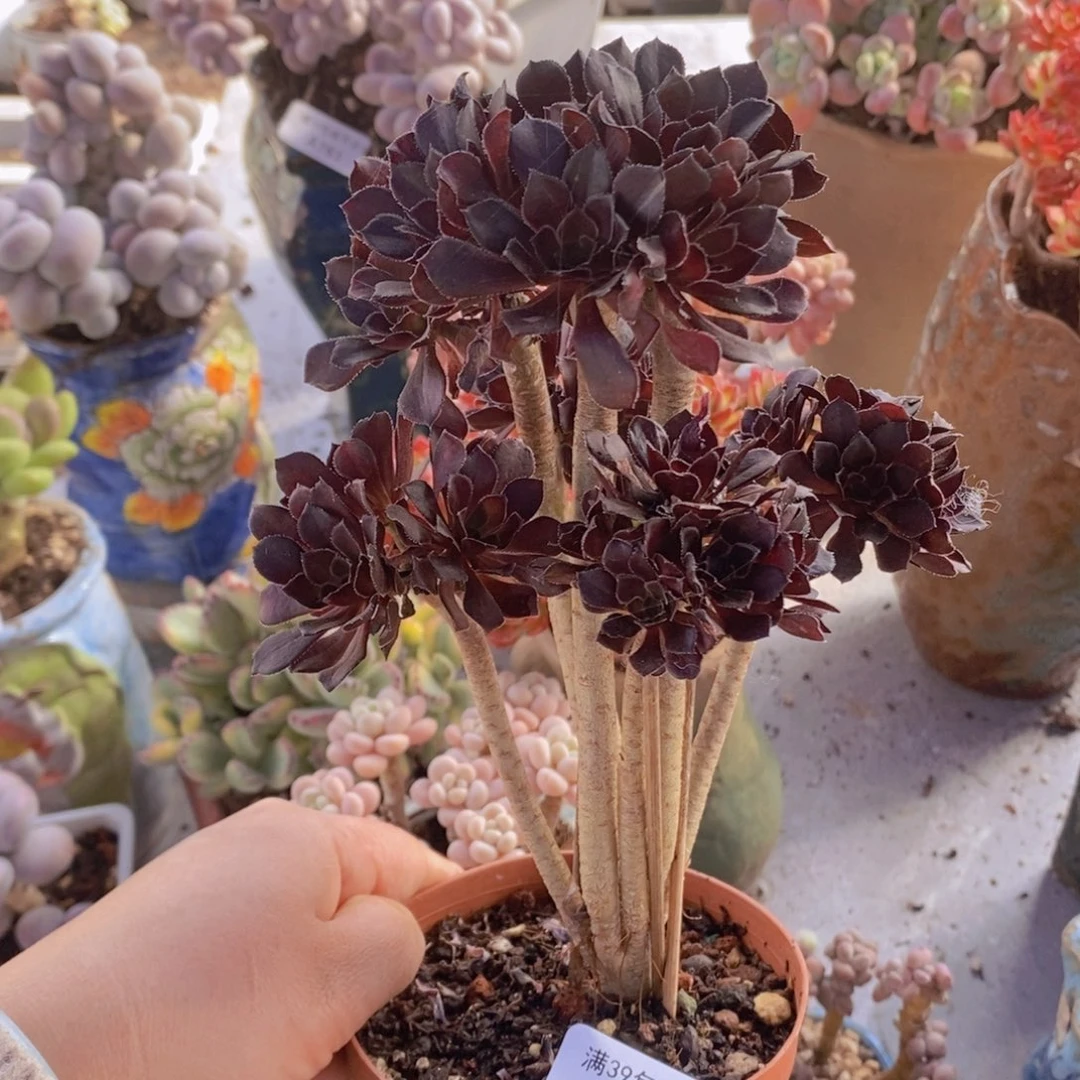 法师10cm820多肉植物