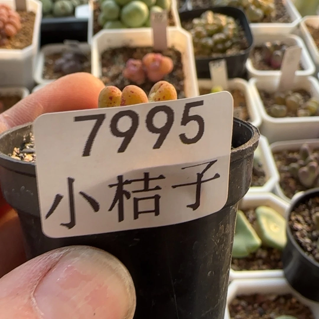 【闪购商品】暴*熊7995