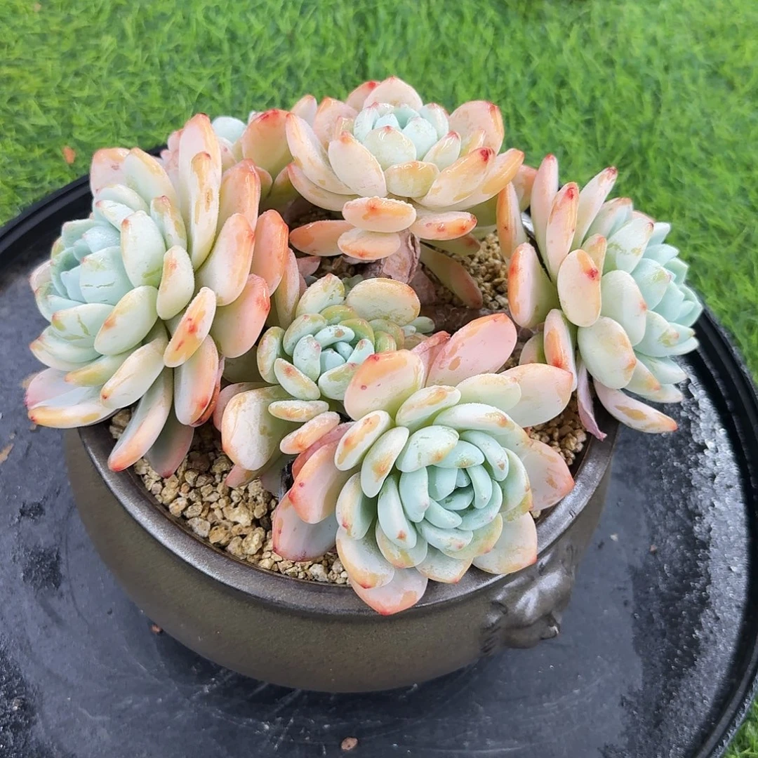 多肉植物多肉植物不带盆