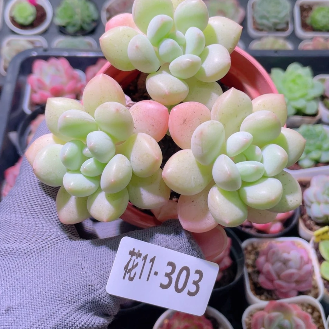 花利美11-303泡泡糖