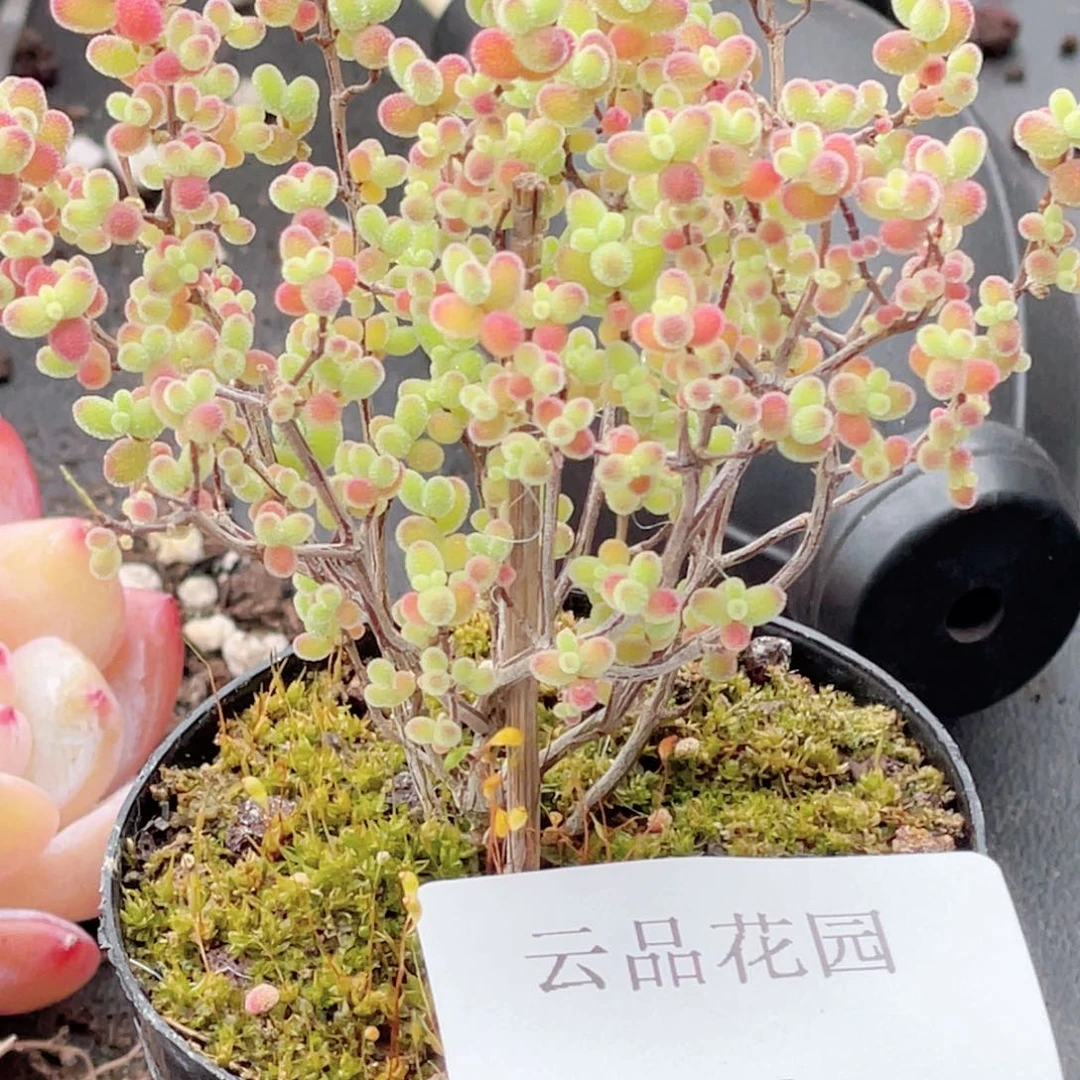 悠**活71号糖心冰心珍妮 糖球