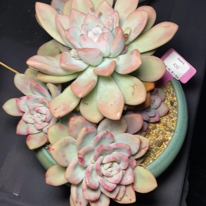 430奥普肉肉肉肉肉肉