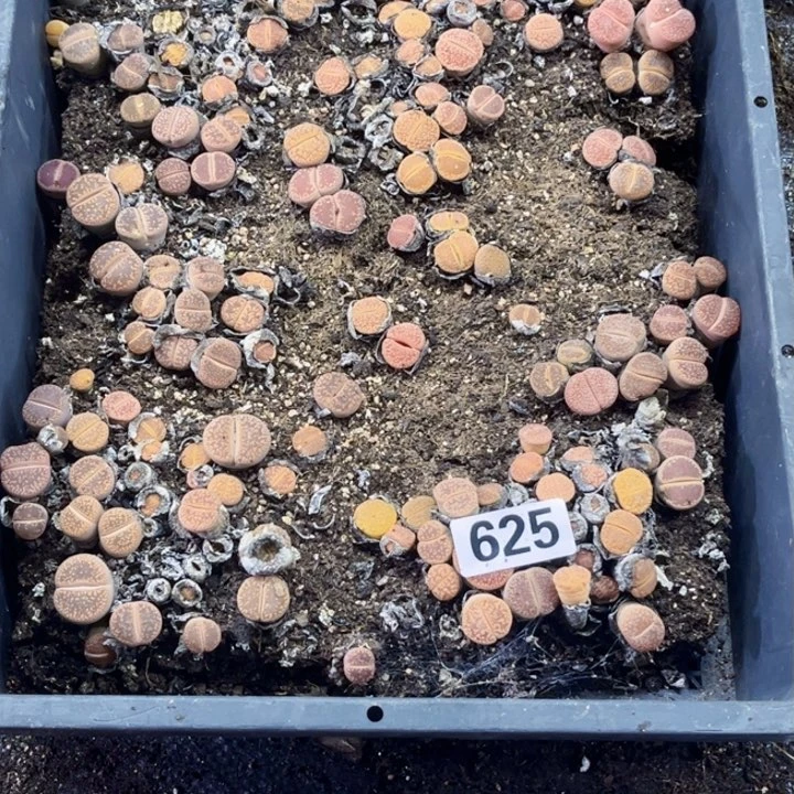 625脱土生石花一物一图如图