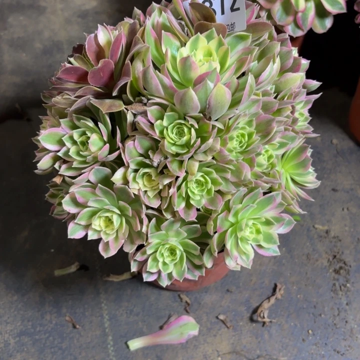瑞妈，，，，。。。872粉水晶