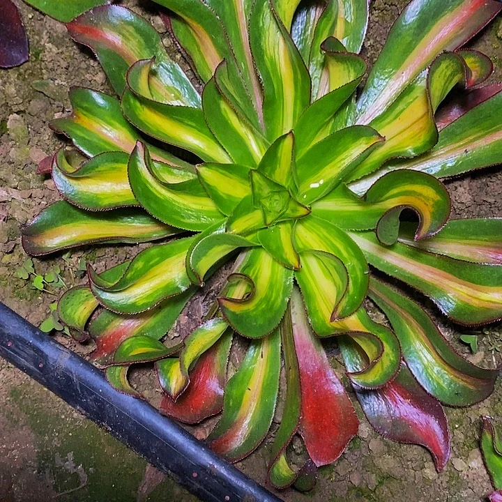 多肉植物保护研究所