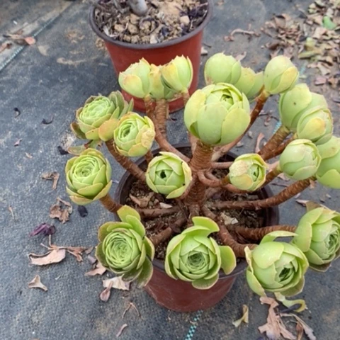 黄金沙拉碗30多肉植物法师法师