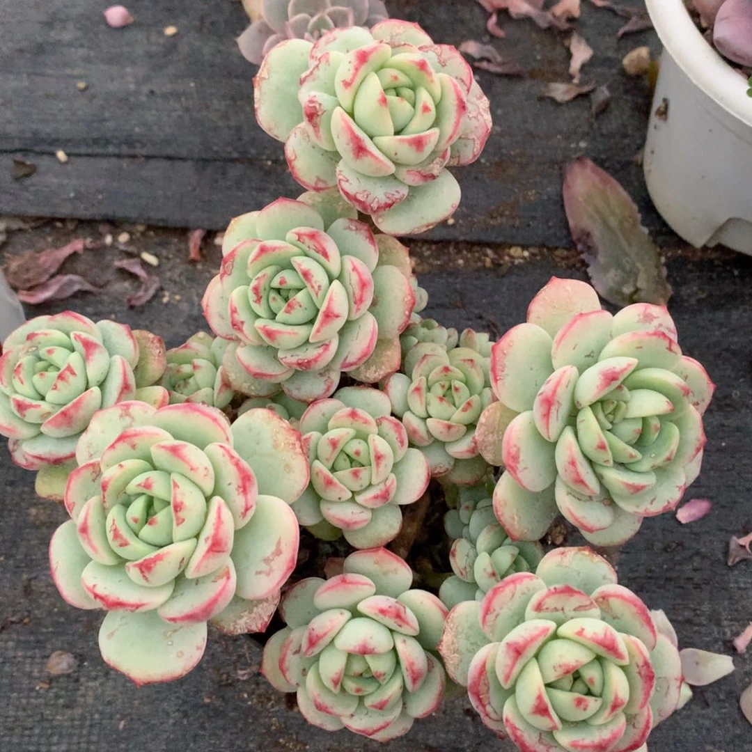 香草多肉一物一拍