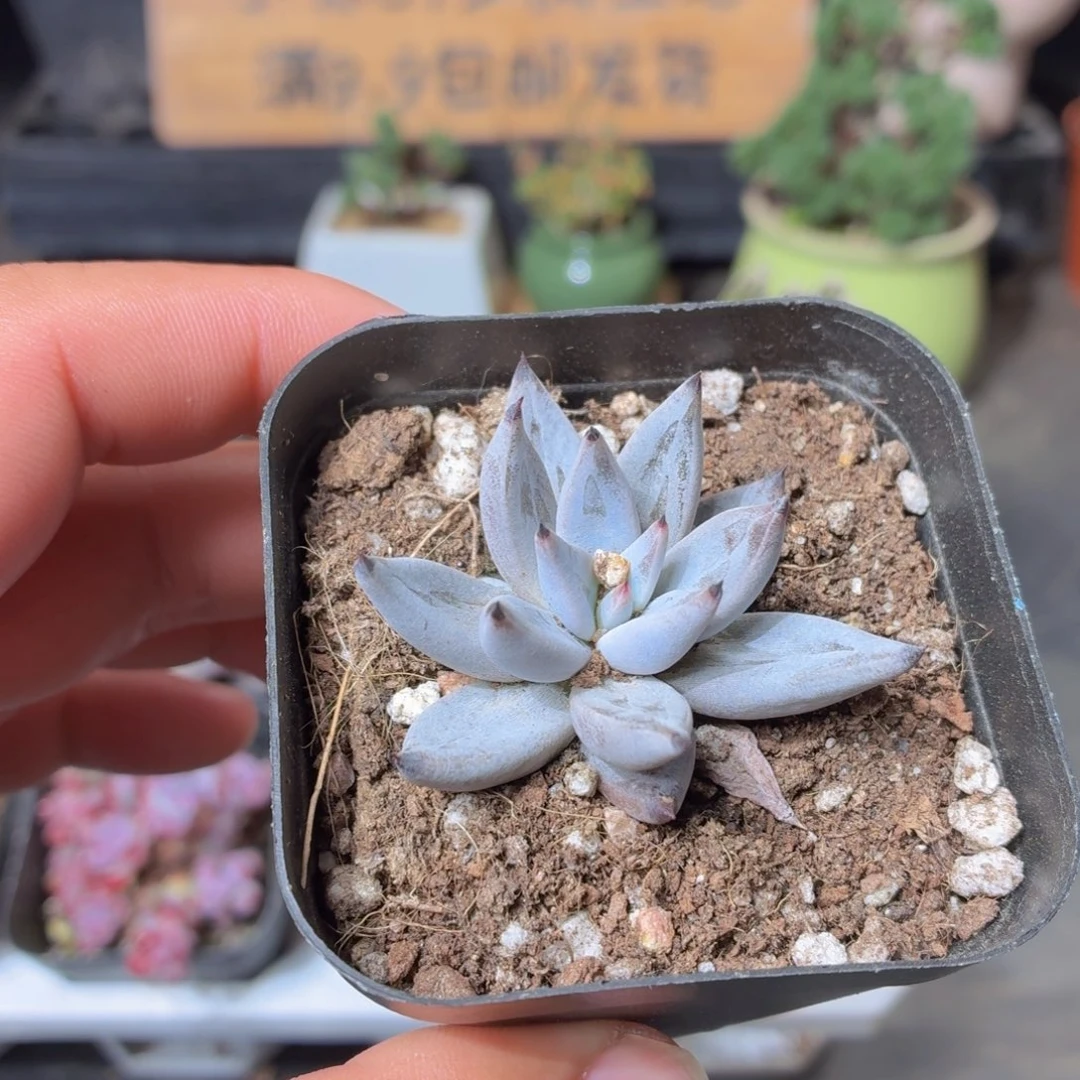 魔爪多肉9.9包邮发货