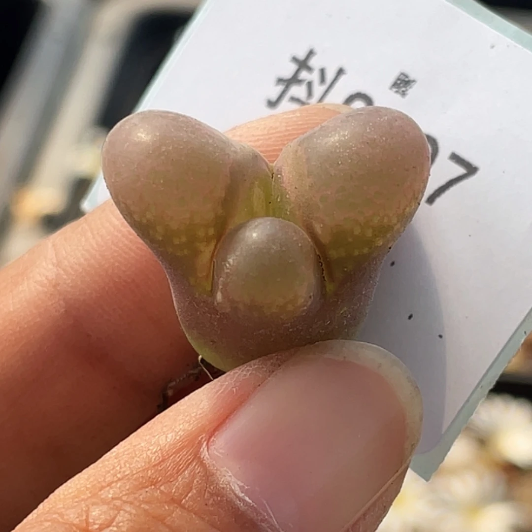 9-97风铃奔多肉植物