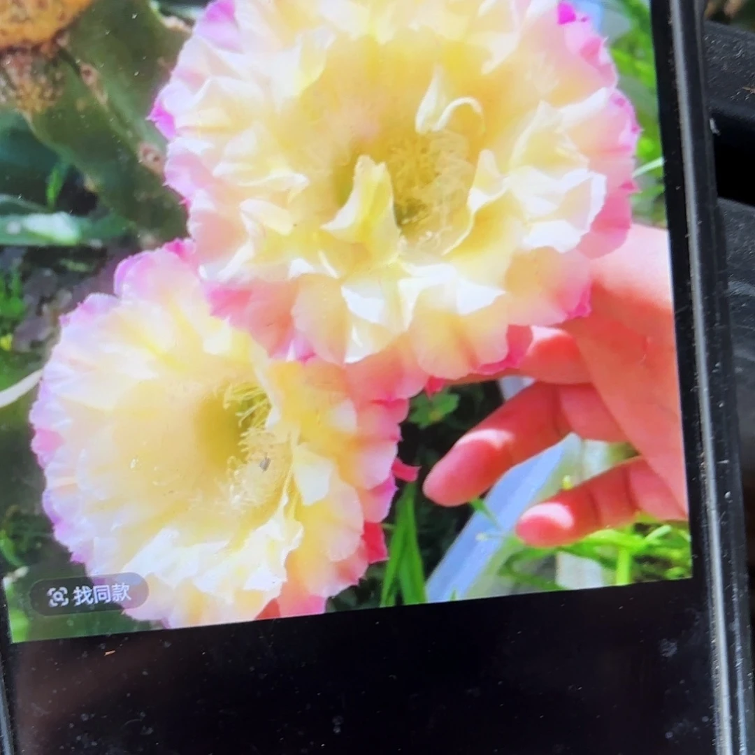 马丙彩侧牙20包邮仙人球22