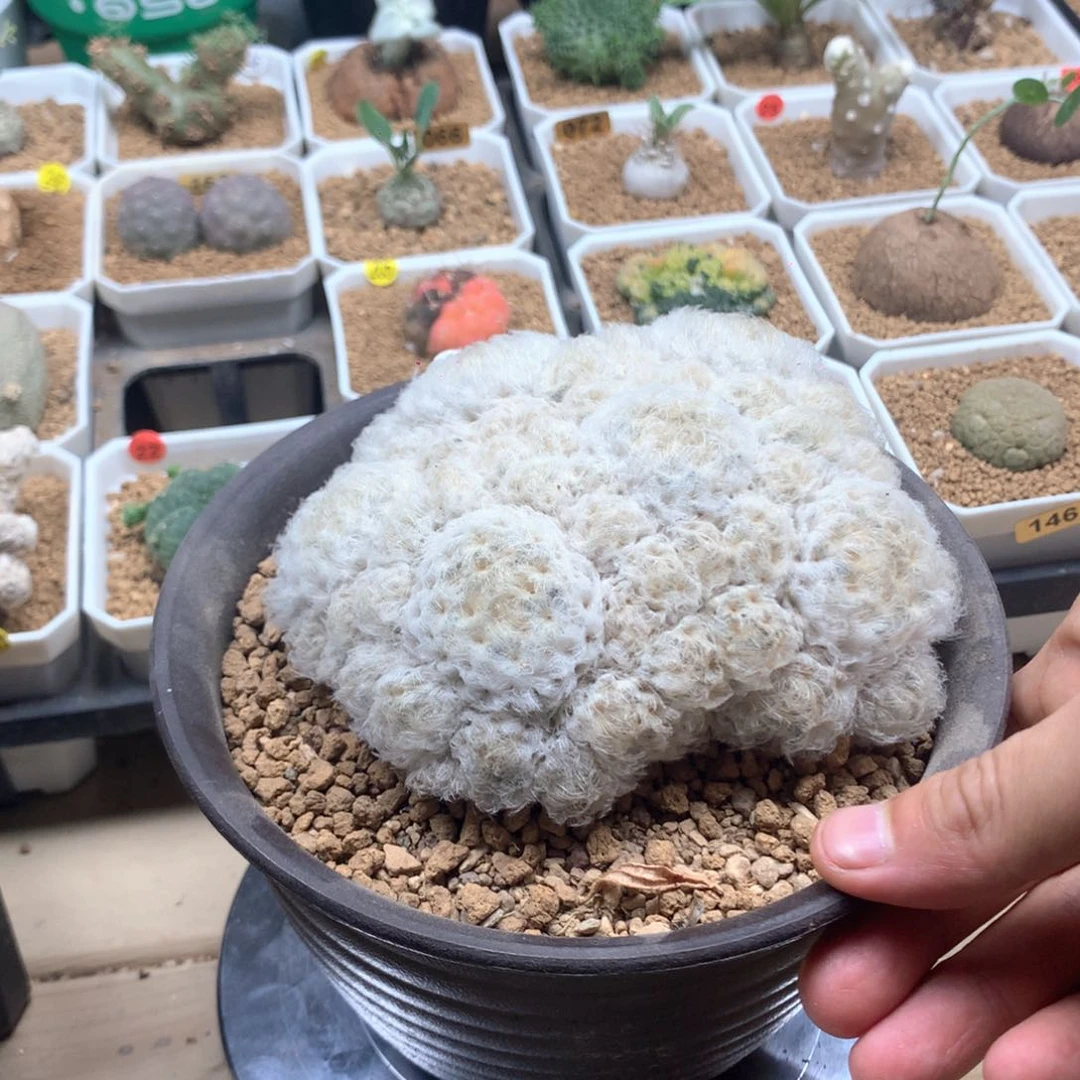 四***虾白星实生脱土多肉