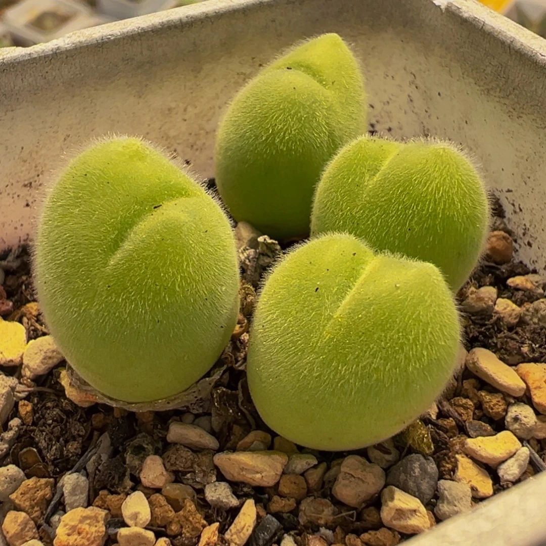 241多肉植物种类多样