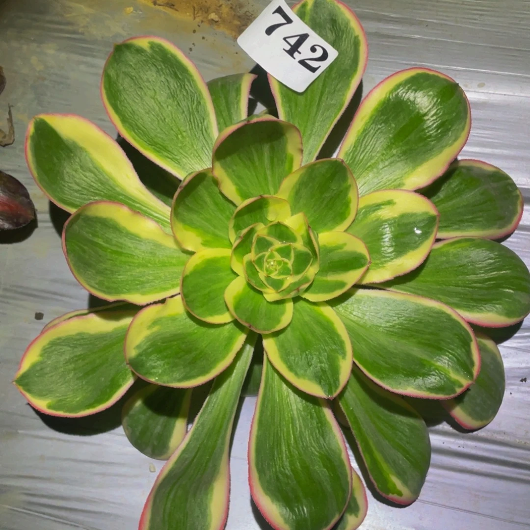燕姿多肉植物多肉742