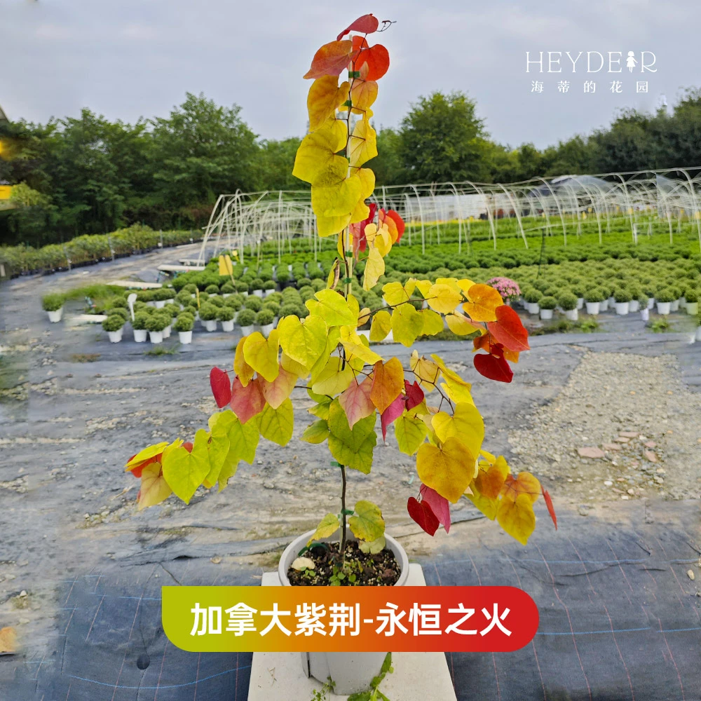 海蒂的花园加拿大紫荆香椿花灌木多品耐寒盆栽苗庭院花园种植树苗