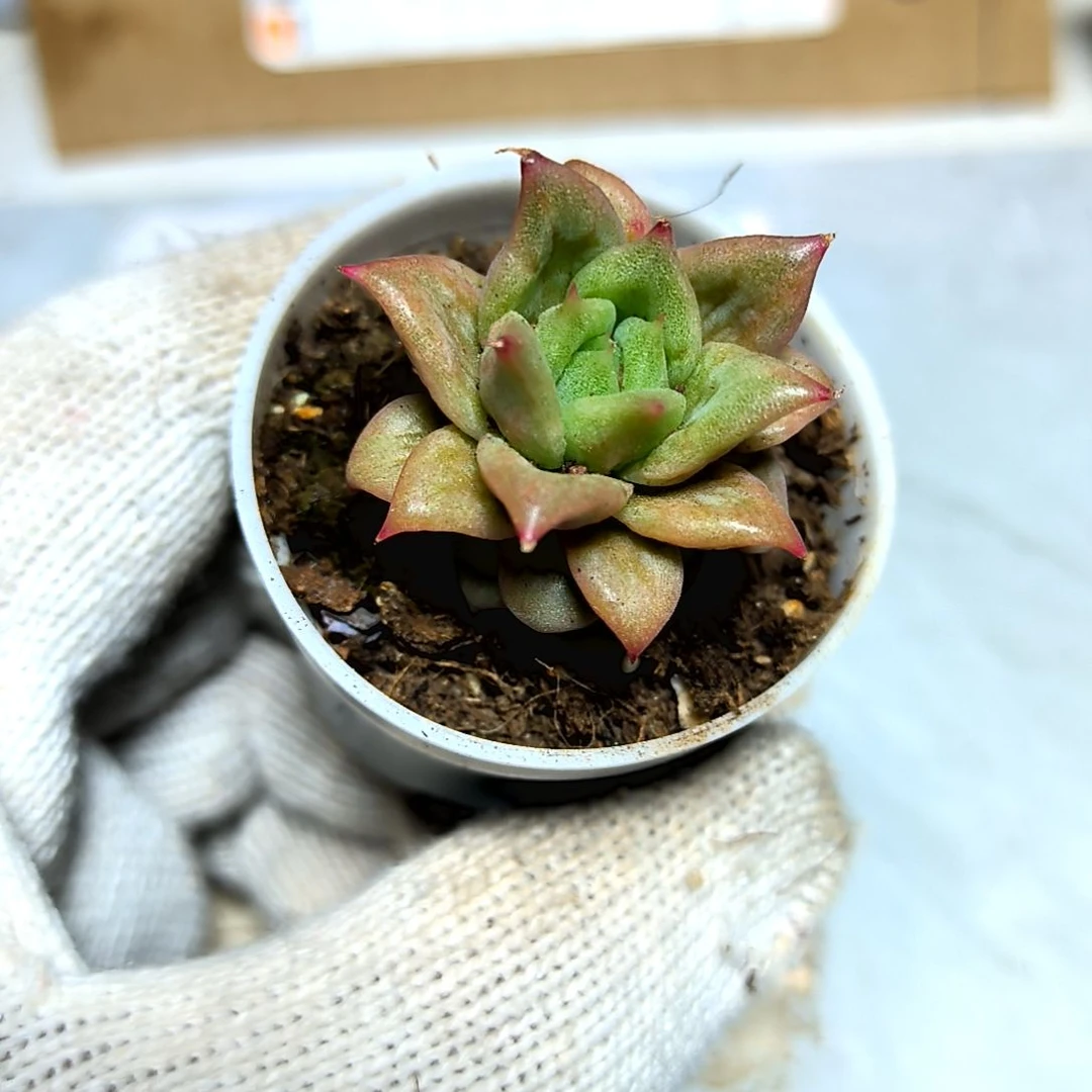 满9元包邮，饺子皮杂交