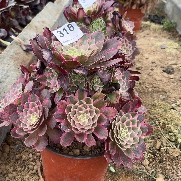 孔雀玲多肉植物318