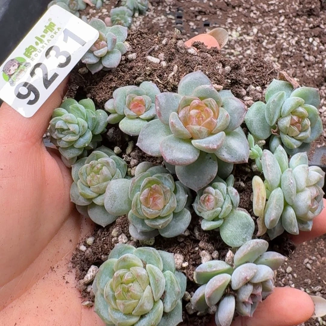 林***3多肉植物多肉植物