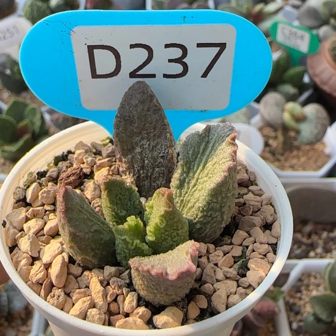 小怪兽。   237。