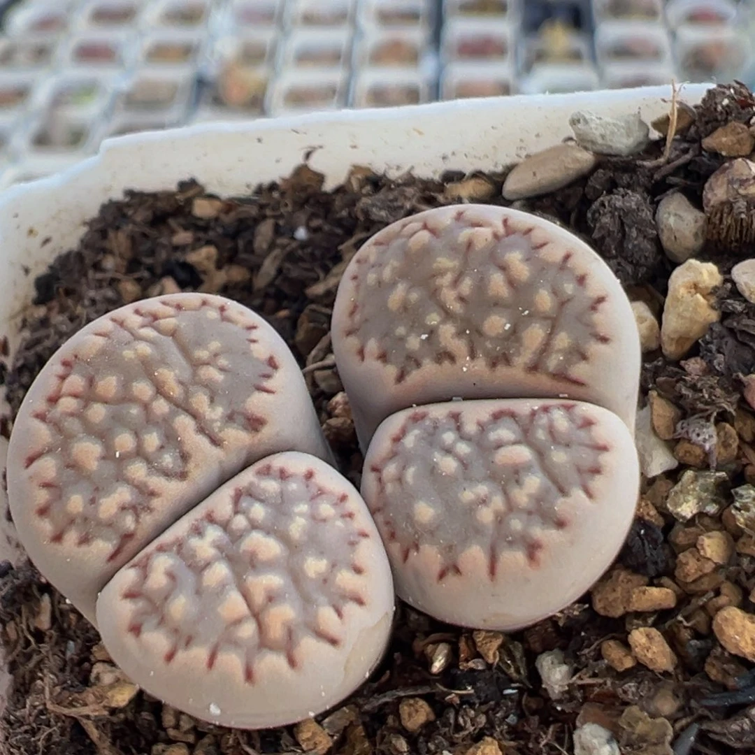 95多肉植物百科植物