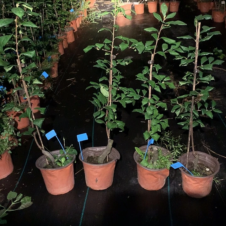 完全开放红鹤嫁接苗38.8