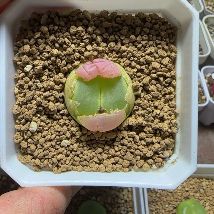 v*酱专拍多肉植物27