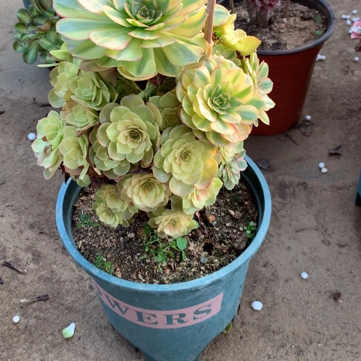 平****757雨荷多肉植物特价