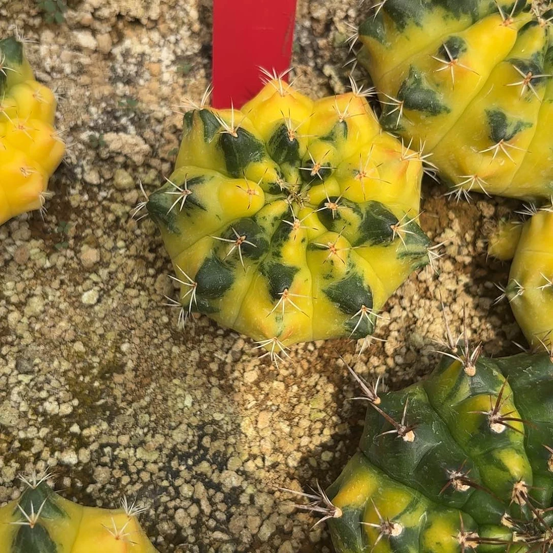 小***鱼8-0918泰国发货多肉