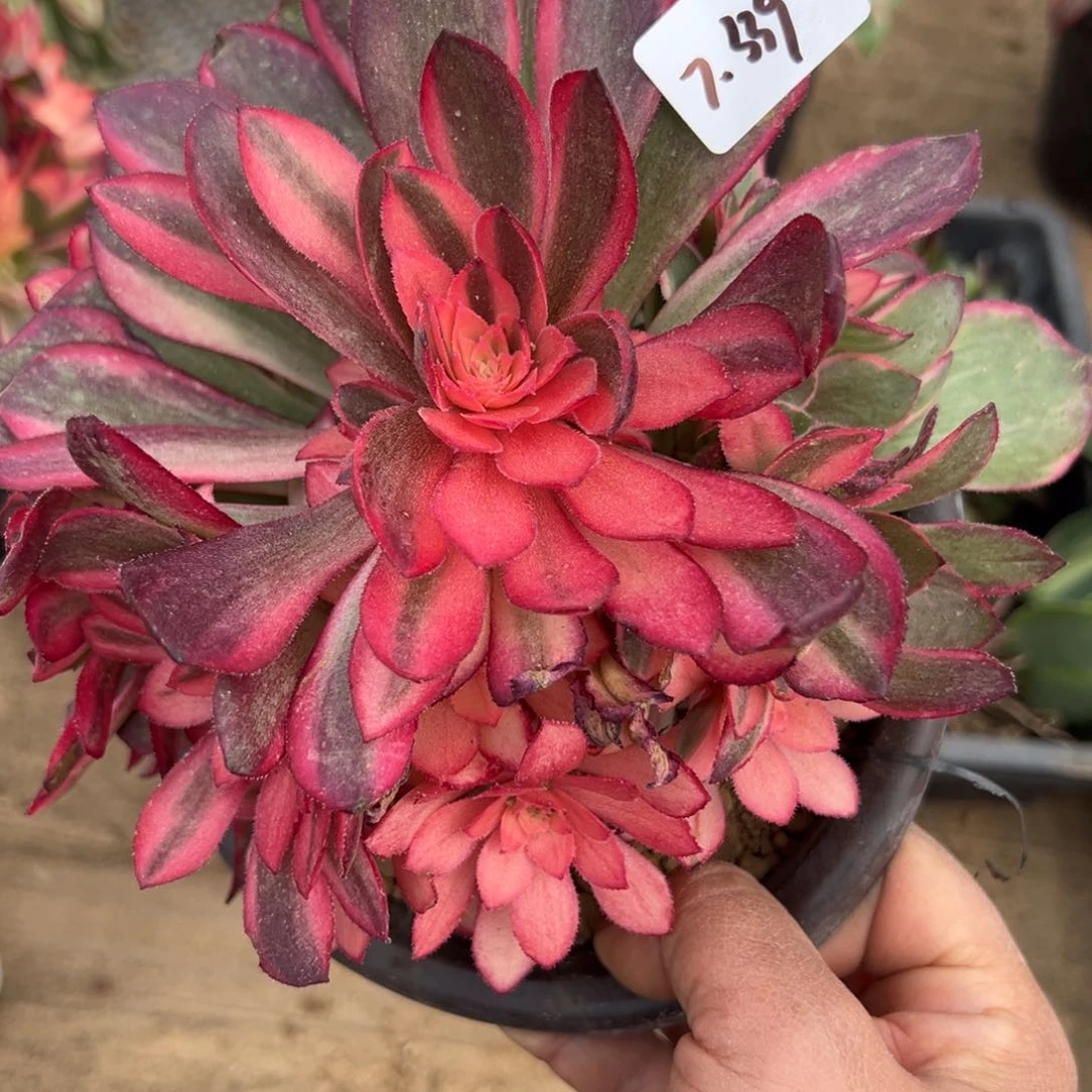 339黑魔锦多肉植物