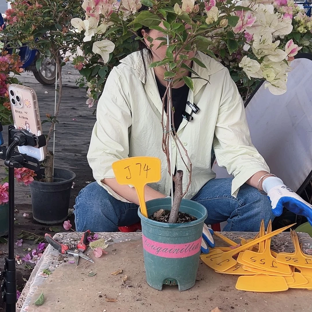 静****大部分花苞少量开放J74漳红樱