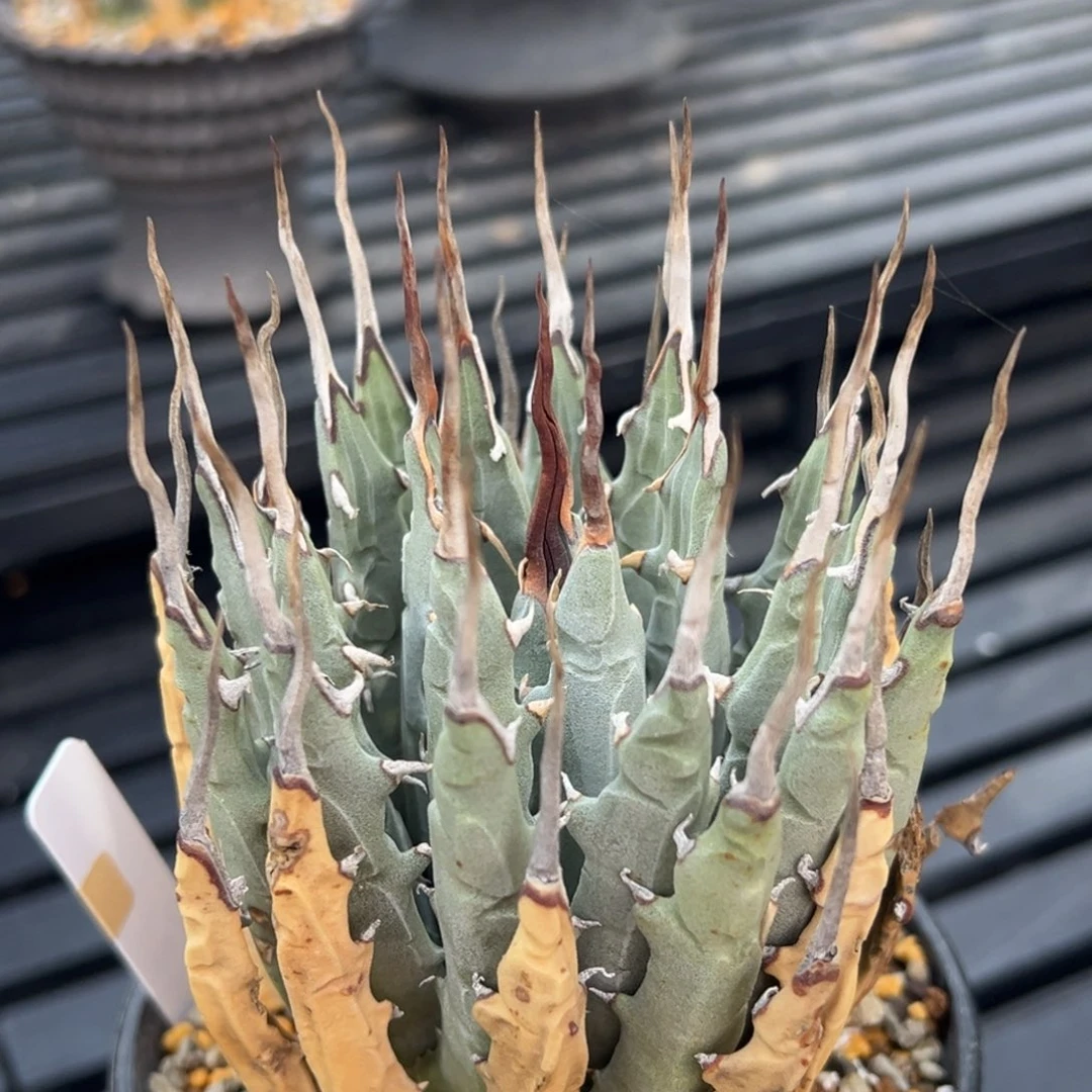 无花朵妖炎熟桩带盆 8折价