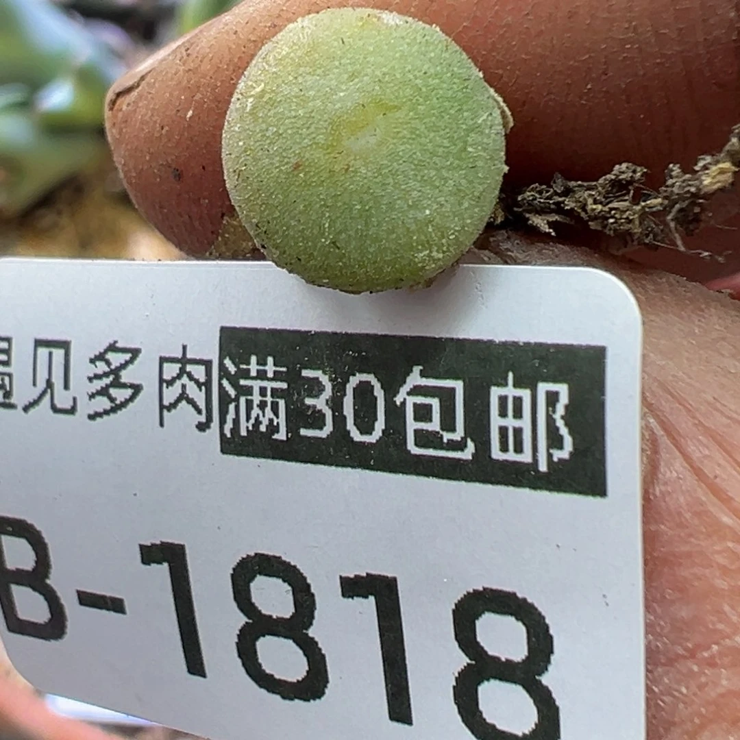 多肉植物1111111111114