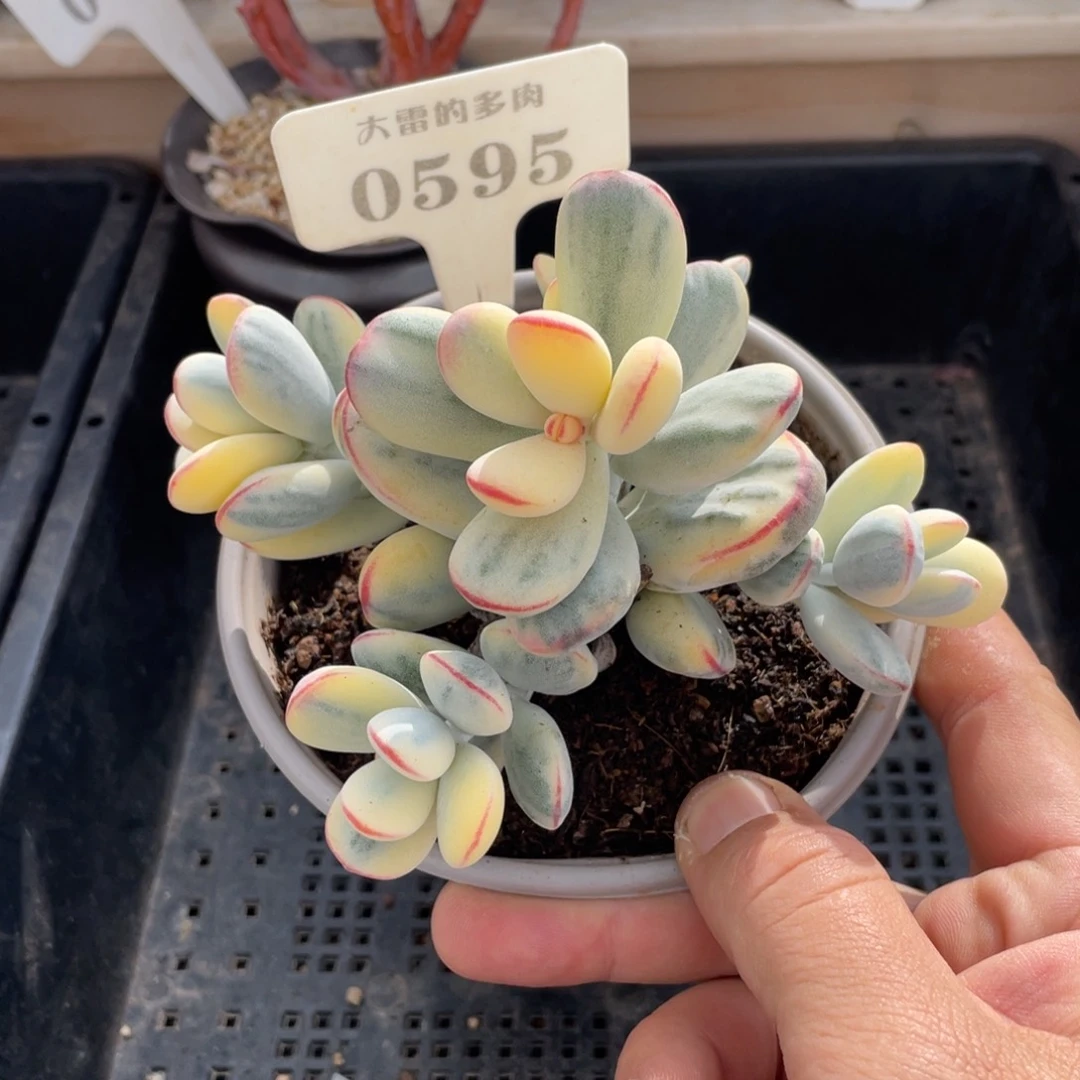 0595福娘锦不带盆12厘米