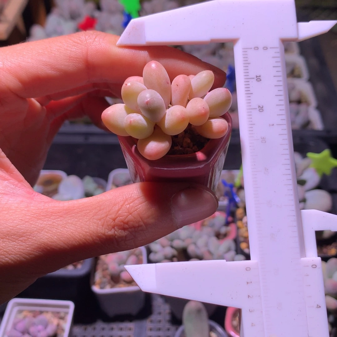 蛋黄奶酪多肉哈哈