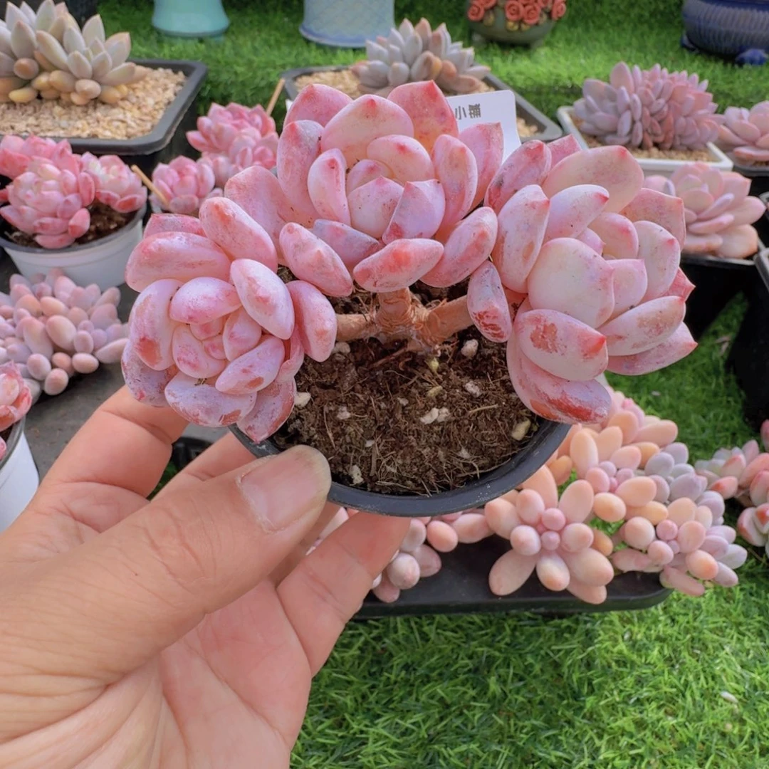 多肉植物橙梦露小老桩0108