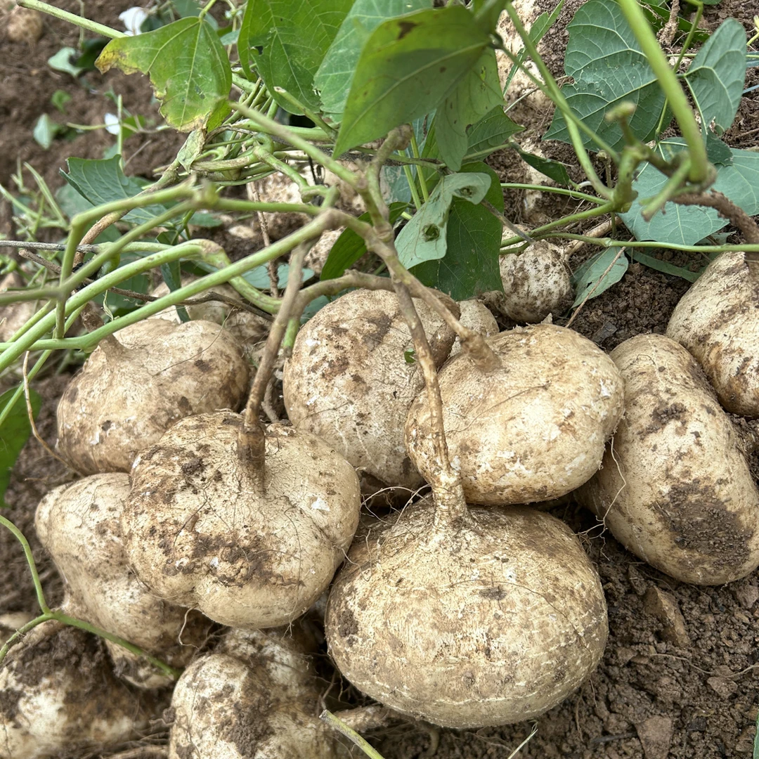 贵州高山黄沙土种植新鲜地萝卜凉薯沙葛脆甜多汁当季水果现挖现发