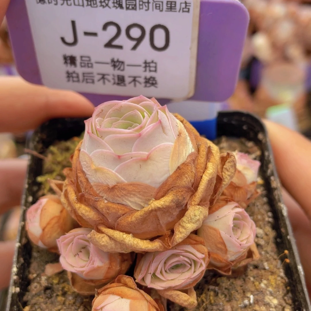 山地玫瑰星野J290