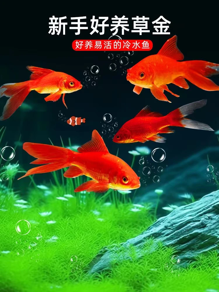 【冷链包邮】颜色混搭火焰红金鱼7-9厘米11条冷水鱼观赏鱼新手好养