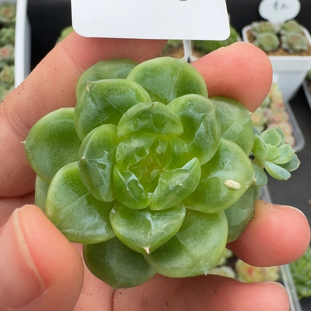 一物一拍一物一拍918-105
