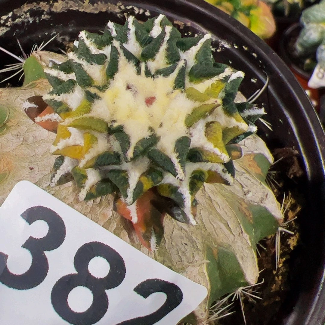 无花朵黑牡丹锦382