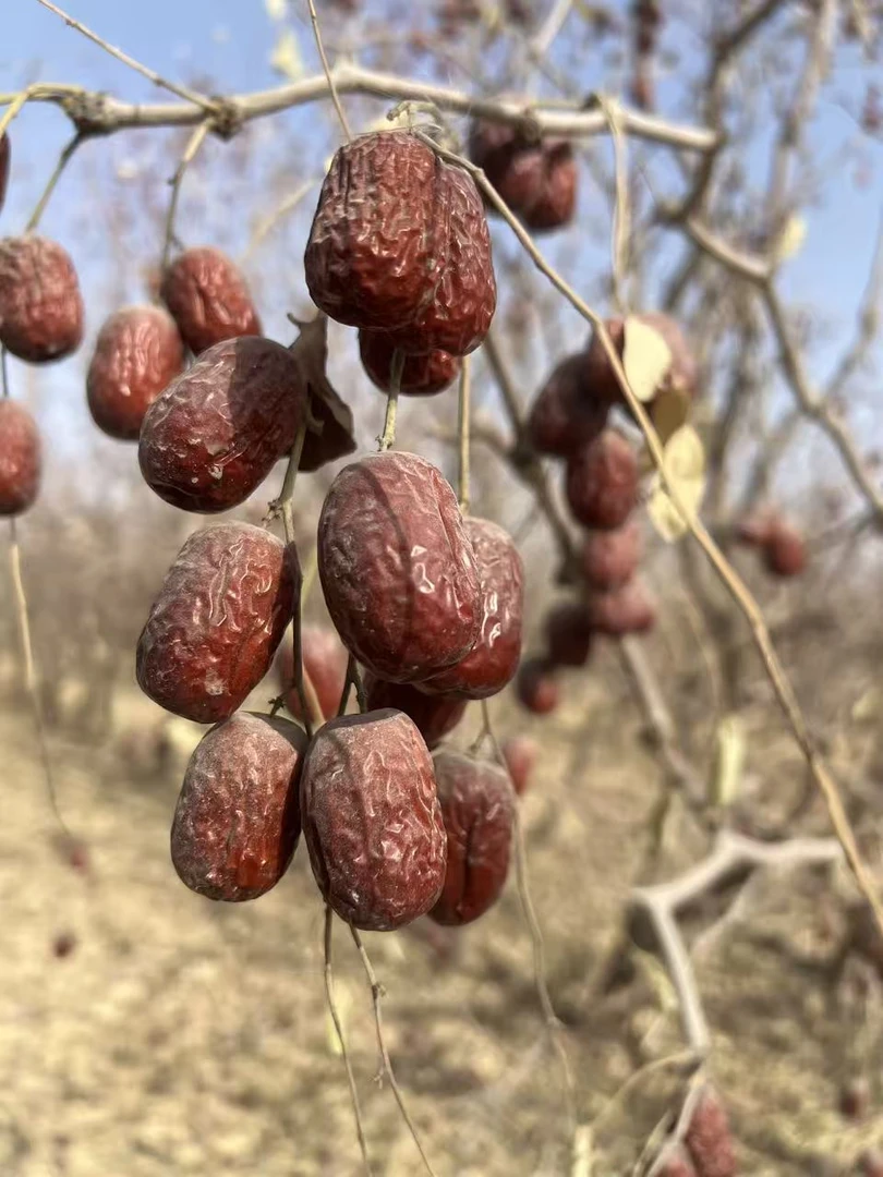 【伽师总场】2025年新疆灰枣皮薄核小枣香浓郁原生态农产品