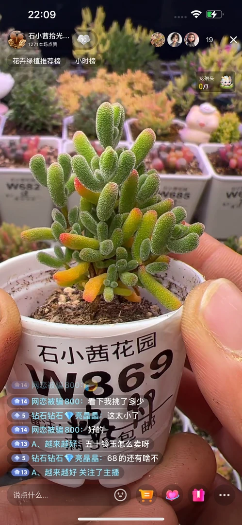 炉炉-小星星-多肉植物枝干番杏