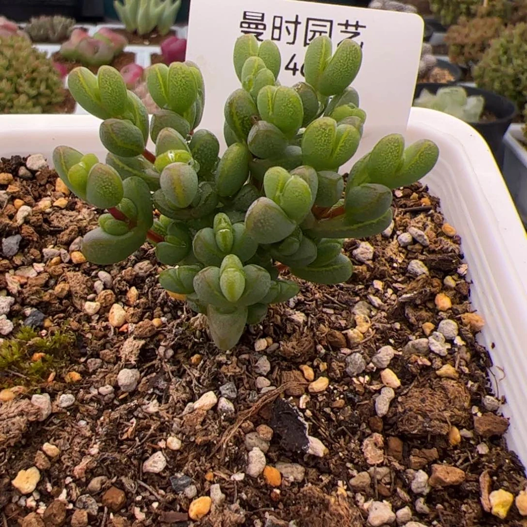 46号元宝2.23多肉