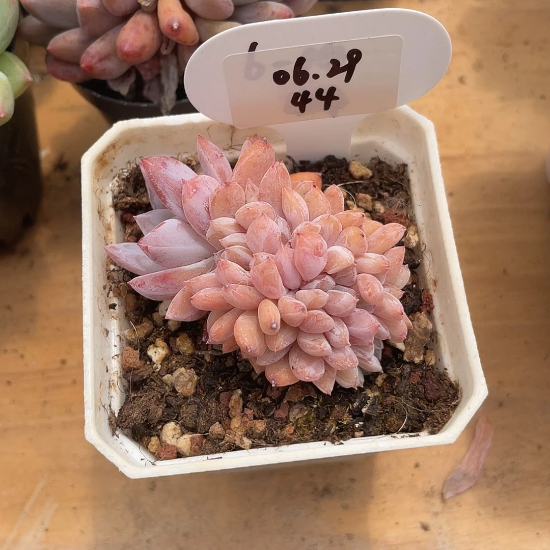 糖***宝萌肉小筑0629-44梦露缀化