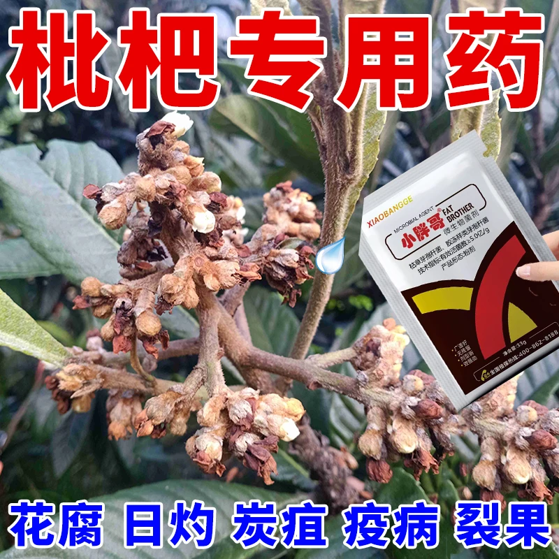 枇杷专用药斑点黄叶病叶斑病干腐病花腐病杀菌剂枇杷病全治