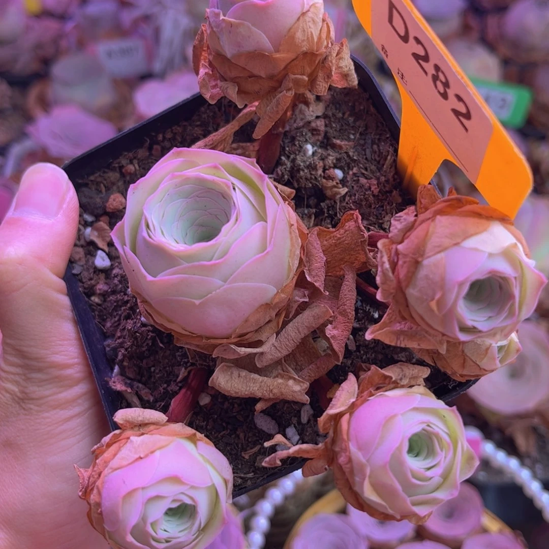 山地玫瑰脱土裸根发货282