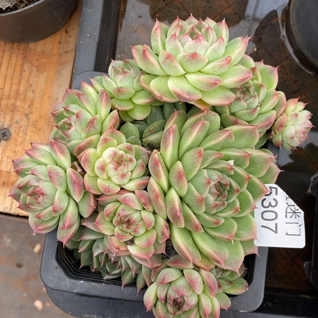 一***安不包整散掉头5307~12厘米~带土球发货